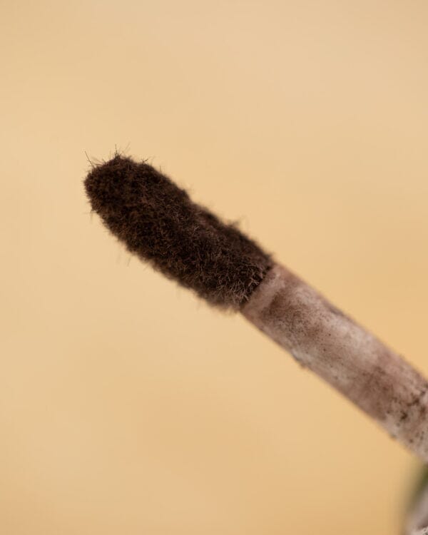 Valentin Beautyline - Brow Fiber – Dark Brown Øjenbryn 